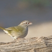 Olive Sparrow